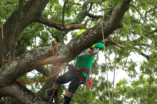 Best Tree Preservation Services  in Sisco Heights, WA